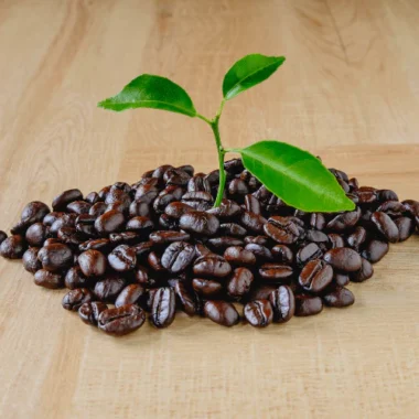 How Coffee Is Grown: From Seed to Cup